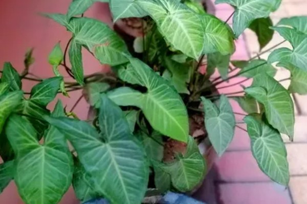 合果芋有没有毒,毒素主要集中在汁液中