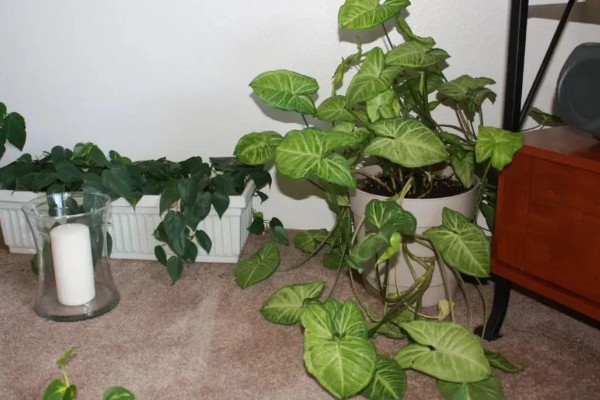 合果芋有没有毒,毒素主要集中在汁液中