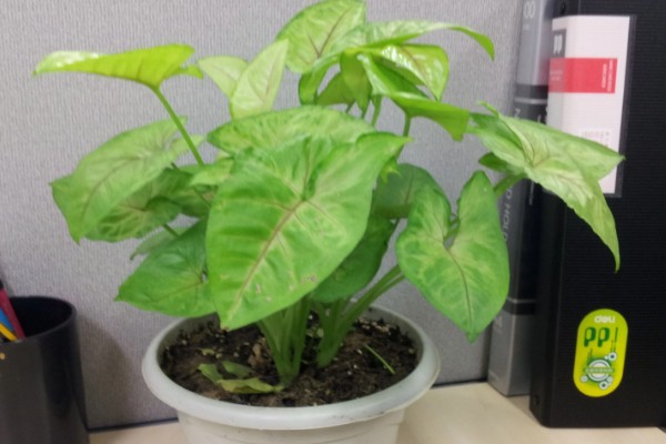 合果芋有没有毒,毒素主要集中在汁液中