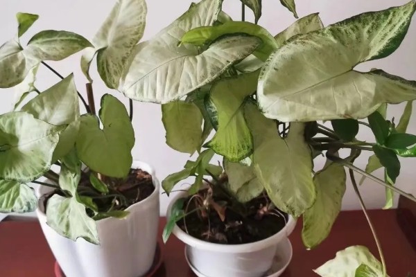 合果芋有没有毒,毒素主要集中在汁液中