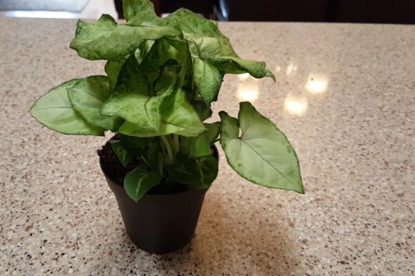 合果芋有没有毒,毒素主要集中在汁液中