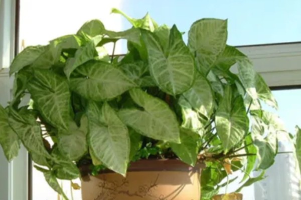 合果芋有没有毒,毒素主要集中在汁液中