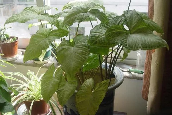 合果芋有没有毒,毒素主要集中在汁液中