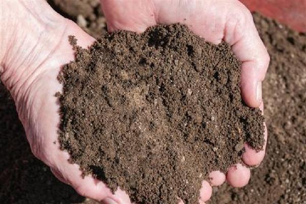 发财树如何养殖，浇水要做到见干见湿