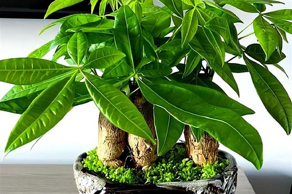 发财树如何养殖，浇水要做到见干见湿