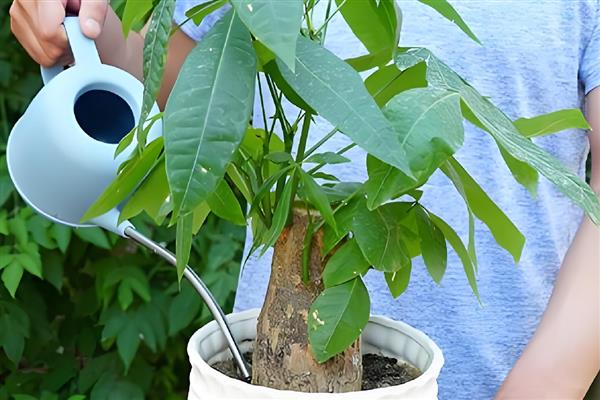 发财树如何养殖，浇水要做到见干见湿