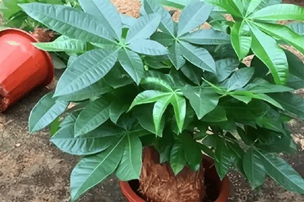 发财树如何养殖，浇水要做到见干见湿