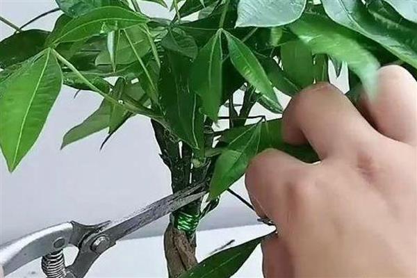 发财树如何养殖，浇水要做到见干见湿