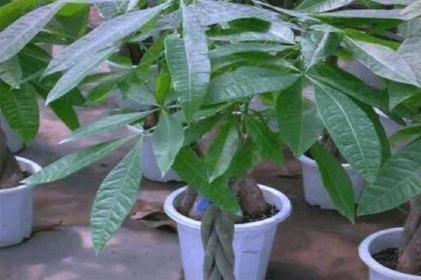 发财树如何养殖，浇水要做到见干见湿