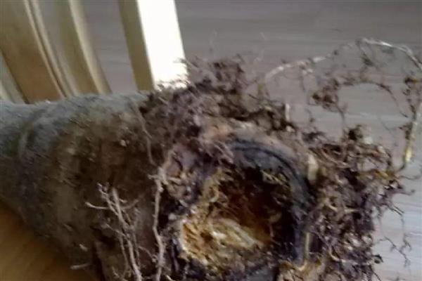 发财树如何养殖，浇水要做到见干见湿