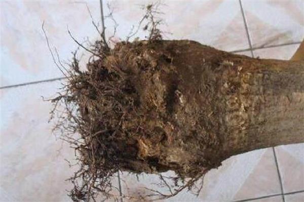 发财树如何养殖，浇水要做到见干见湿