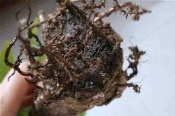 发财树如何养殖，浇水要做到见干见湿