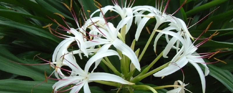 文殊兰的浇水方法，生长茂盛期每隔2-4天浇水一次