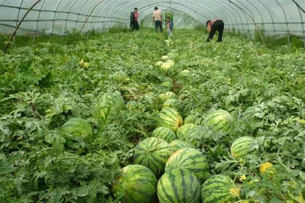 春分可以种哪些作物,茄子、白菜、豆角等品种均可栽培