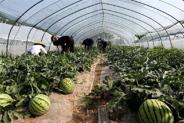 春分可以种哪些作物,茄子、白菜、豆角等品种均可栽培