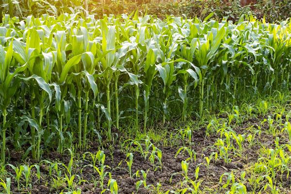 春分可以种哪些作物,茄子、白菜、豆角等品种均可栽培