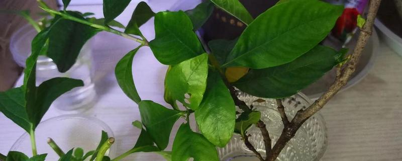 栀子花怎么保存，悬挂在干燥、高温环境中可制成干花