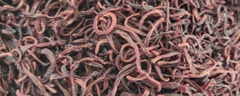 干蚯蚓收购是不是骗局,需要根据实际情况来判断