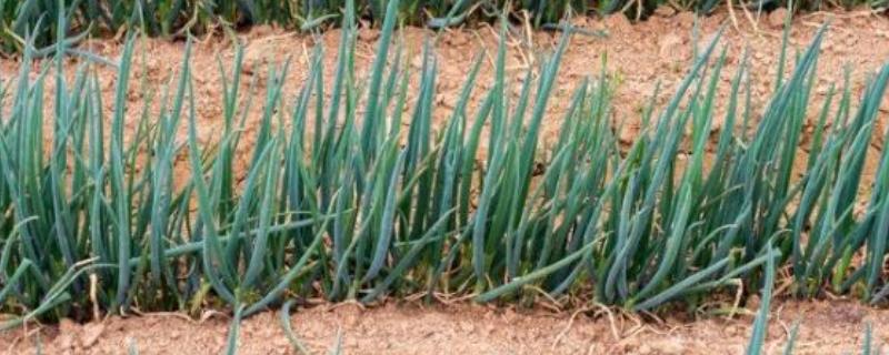 大葱怎么管理，秋分前后要追施攻棵肥