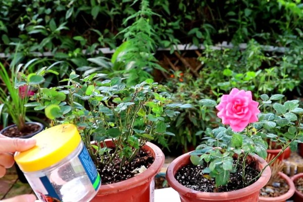 月季花的施肥方法，生长期追施有机肥可促进花芽分化