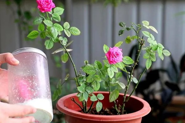 月季花的施肥方法，生长期追施有机肥可促进花芽分化