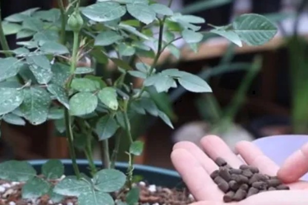 月季花的施肥方法，生长期追施有机肥可促进花芽分化