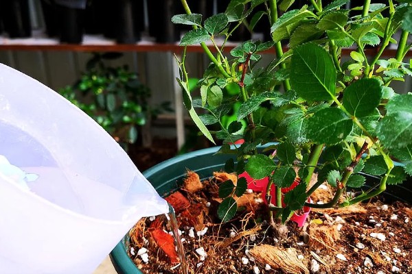 月季花的施肥方法，生长期追施有机肥可促进花芽分化