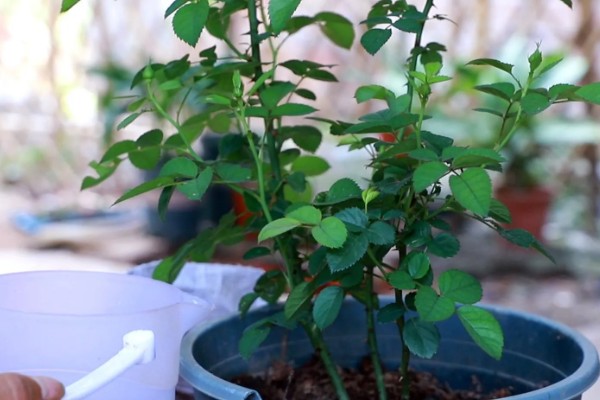 月季花的施肥方法，生长期追施有机肥可促进花芽分化