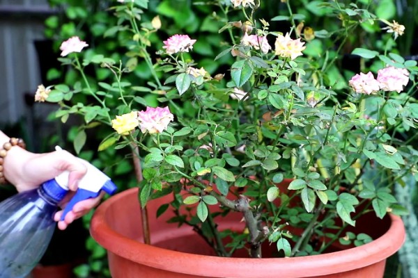 月季花的施肥方法，生长期追施有机肥可促进花芽分化