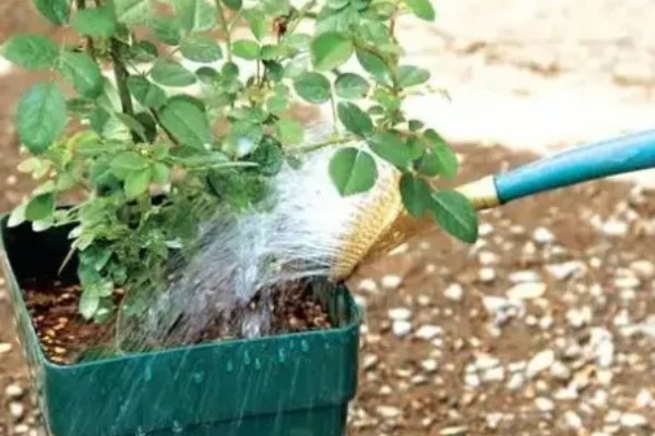 月季花的施肥方法，生长期追施有机肥可促进花芽分化