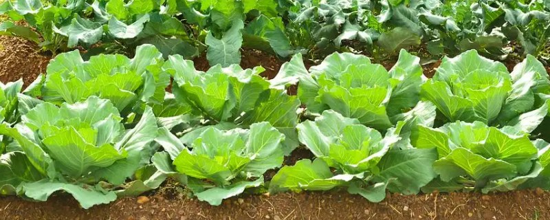 白菜怎样种植，一般是播种