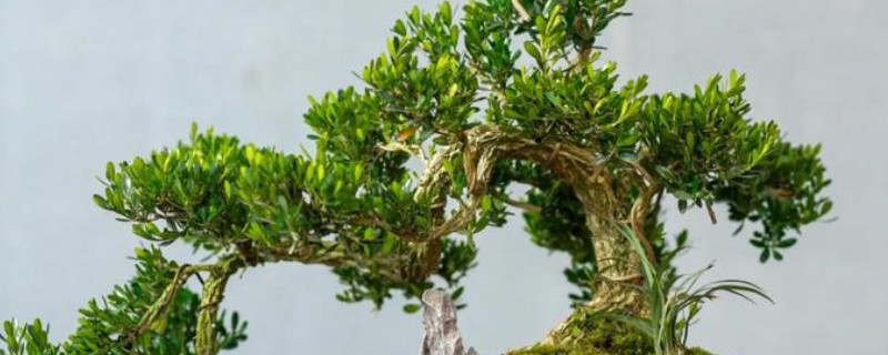 黄杨木能不能在室内养殖，可以养殖小型植株