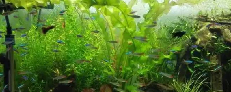 大卷浪草水草好养吗，生长期间需要充足的强光照
