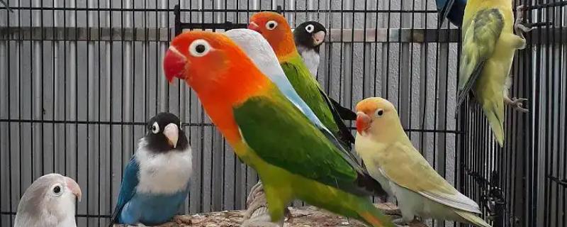 新手如何养鹦鹉，食物应该注意搭配均衡