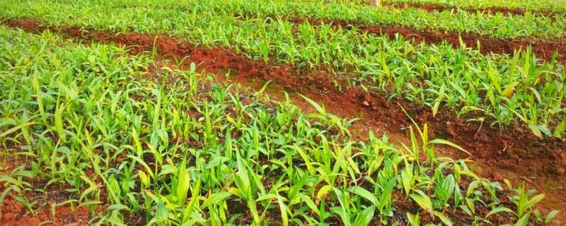 白及亩产多少斤，鲜品亩产1500-2500公斤