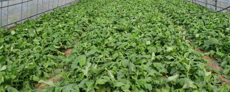 预防春萝卜抽薹的方法，覆盖薄膜有助于幼苗通过春化