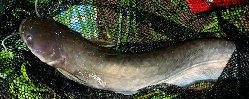 鲶鱼用什么钓,推荐蚯蚓、鸡肝等