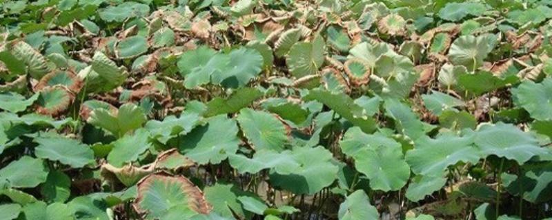 莲藕病虫害的防治方法,不同病害的防治方法不同