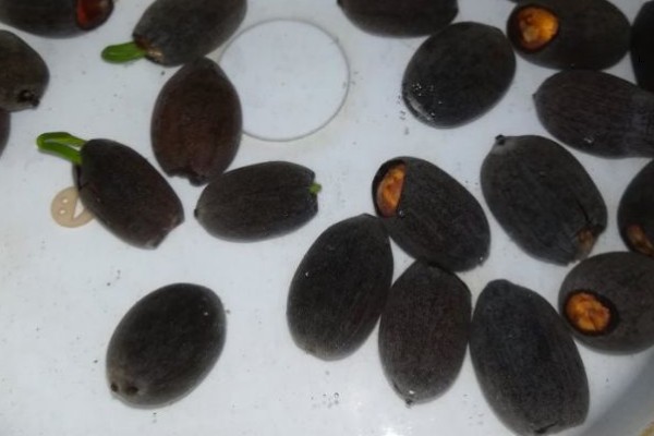 水培荷花的种植方式，使用直径较大的容器进行养护