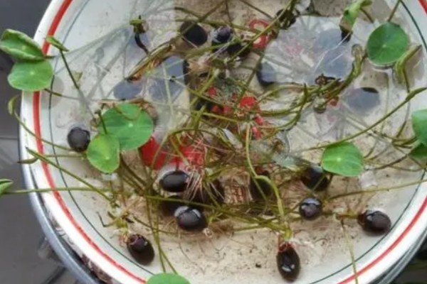 水培荷花的种植方式，使用直径较大的容器进行养护