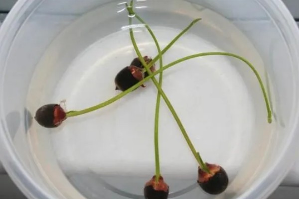 水培荷花的种植方式，使用直径较大的容器进行养护