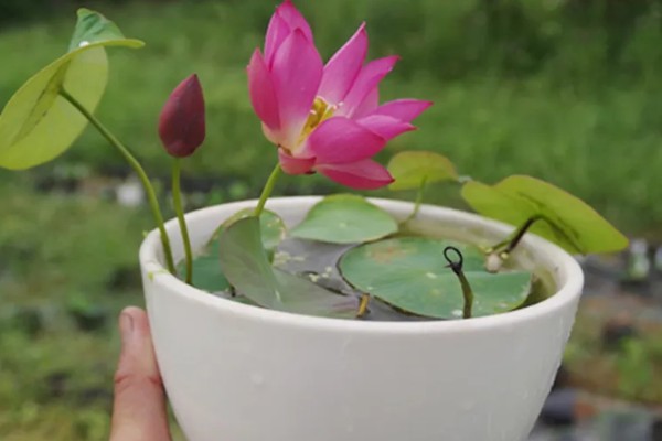 水培荷花的种植方式，使用直径较大的容器进行养护