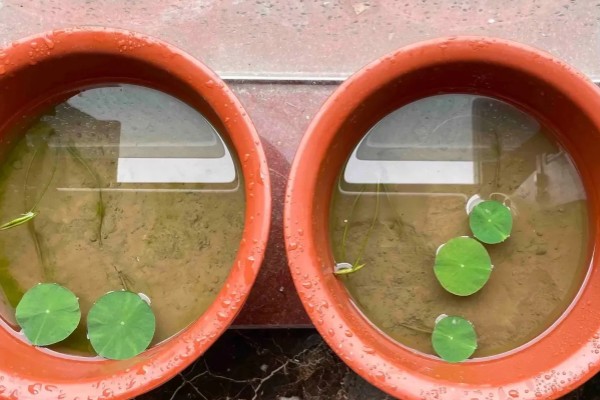 水培荷花的种植方式，使用直径较大的容器进行养护