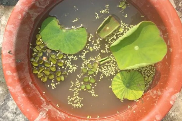 水培荷花的种植方式，使用直径较大的容器进行养护