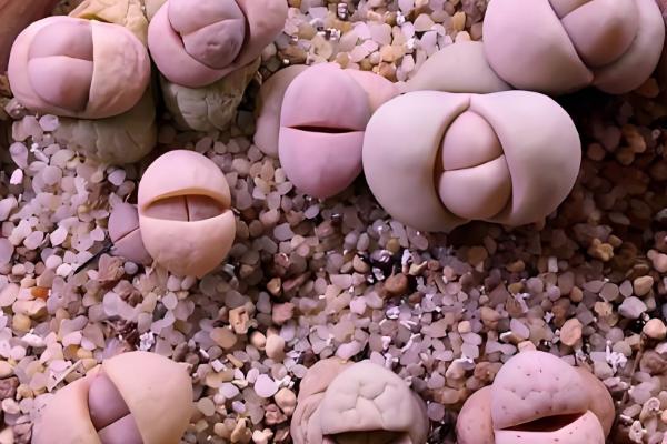 屁股花长高了如何处理，及时砍头处理