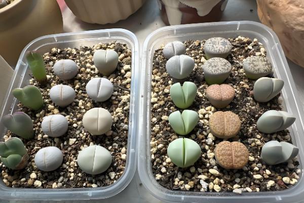 屁股花长高了如何处理，及时砍头处理