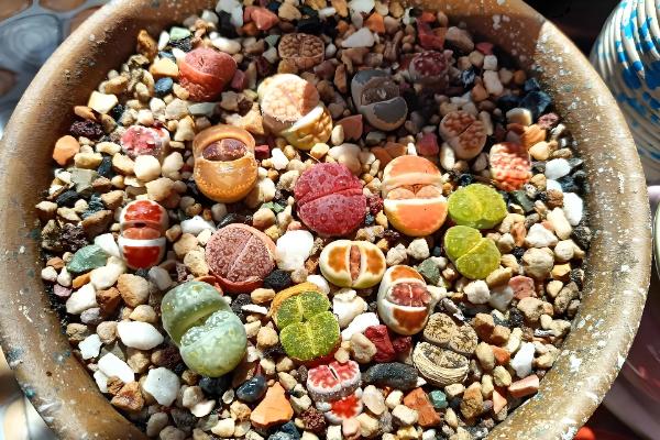 屁股花长高了如何处理，及时砍头处理