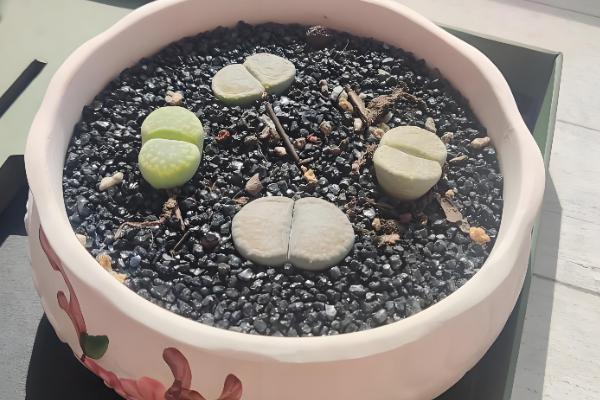 屁股花长高了如何处理，及时砍头处理