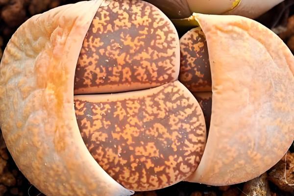 屁股花长高了如何处理，及时砍头处理