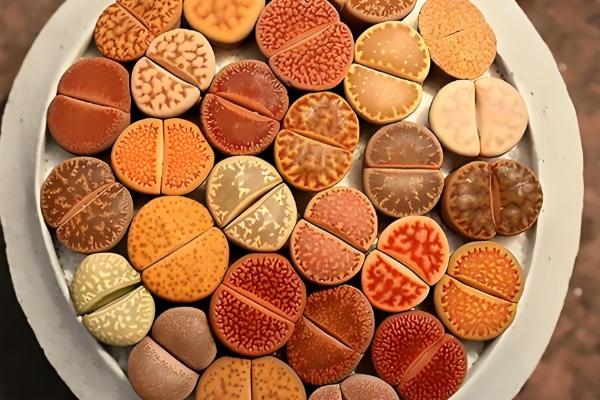 屁股花长高了如何处理，及时砍头处理